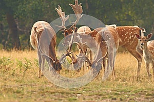Fallow deer males herd