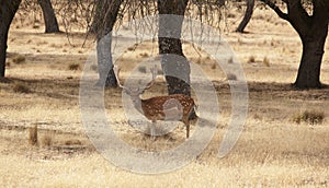 Fallow deer in the meadow with holm oaks. Segovia, Spain