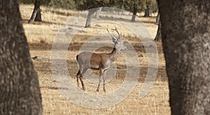 Fallow deer in the meadow with holm oaks. Segovia, Spain