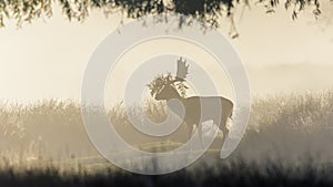 Fallow deer in the mist