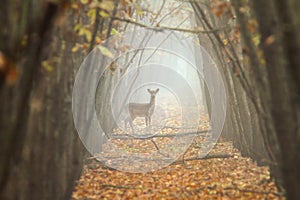 Giacere incolto cervo nebbioso foresta 