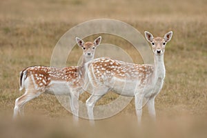 Fallow Deer Mother & Daughter