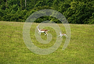 Fallow deer mum & baby fawn moving fast
