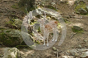 Fallow deer, in my habitat, profile picture, deer forest at Southwicks Zoo, Mendon, Ma
