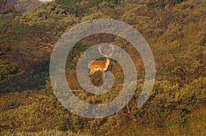 Fallow deer in national park