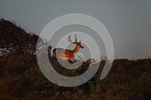 Fallow deer in national park