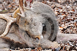 Fallow deer