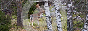 Fallow Deer panoramic