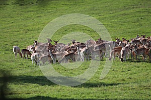 Fallow deer on a deer park in daventry