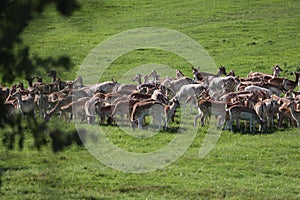 Fallow deer on a deer park in daventry