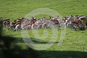 Fallow deer on a deer park in daventry