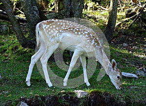 Fallow Deer Within a Park in Quebec, Canada