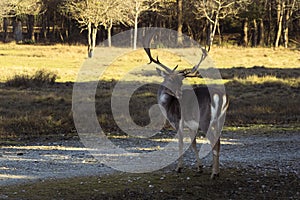 Fallow deer in the park of San rossore
