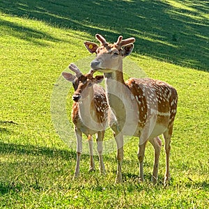 Fallow deer in a park