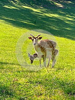 Fallow deer in a park