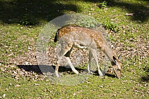 Fallow deer on pasture