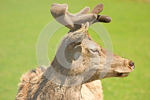 Fallow deer on pasture