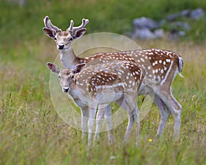 Fallow Deer Photo and Image. Deer male and female close-up profile side view, with a blur background in their environment and