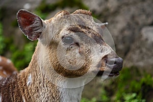 Fallow Deer Portrait