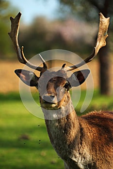 fallow deer portrait 1