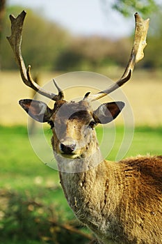 Fallow deer portrait 2