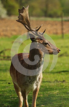Fallow deer portrait 3