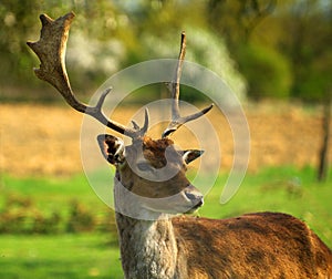 Fallow deer portrait 4