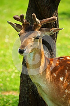 Fallow deer portrait 5