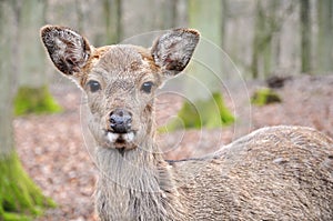Fallow deer