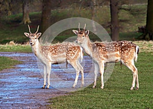 Fallow Deer Prickets - Dama dama standing in parkland.