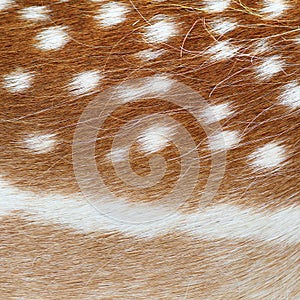 Fallow deer real pelt texture