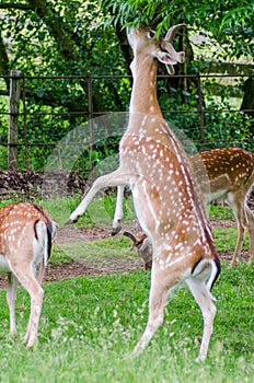 A fallow deer rears up on its hind legs