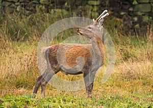 Fallow Deer in the woodlands photo