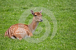 Fallow deer resting