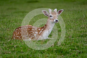 Fallow deer resting on some grass