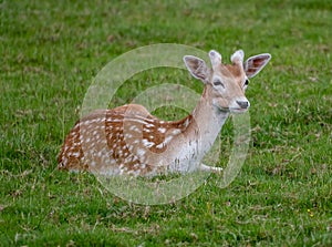 Fallow deer resting on some grass