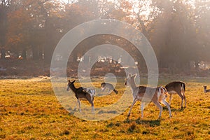 Fallow deer in Richmond Park