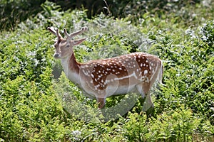 Fallow Deer in Richmond Royal Park