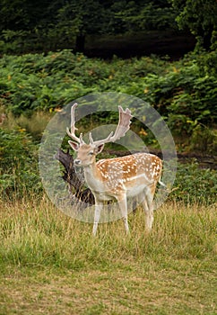 Fallow-deer in Richmonds park