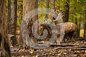 Fallow deer roaring in colorful woodland in autumn