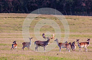 Fallow deer roaring to impress his horde of does on a hey-field in front of the autumn forrest