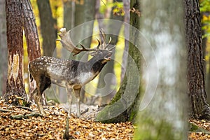 Fallow deer roaring in woodland in autumn color nature