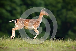 Fallow deer running on grassland in summer from side