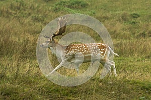 Fallow deer running in long grass