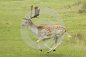 Fallow deer running