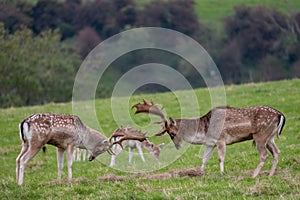 Fallow deer rutting in the grounds of Dyrham Park, Gloucestershire UK, photographed in autum.