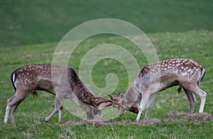 Fallow deer rutting in the grounds of Dyrham Park, Gloucestershire UK, photographed in autum.