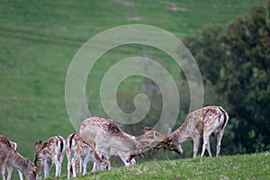 Fallow deer rutting in the grounds of Dyrham Park, Gloucestershire UK, photographed in autum.