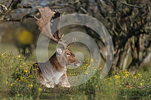 Fallow Deer in Rutting season