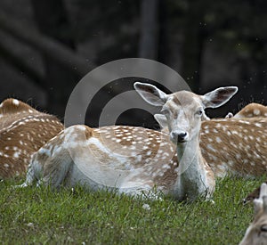 Fallow deer in Sachsen Germany near Papstdorf